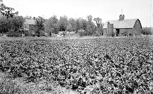Sugar beet field and farm, 1911.