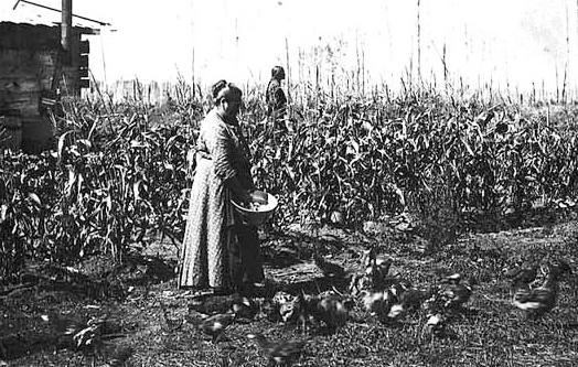Indian women feeding chickens (probably in Lake Lena area), ca. 1910.