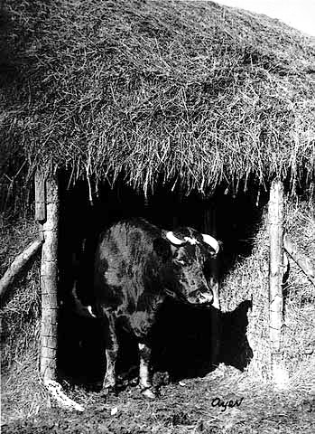 Straw shed for cattle, ca. 1910.