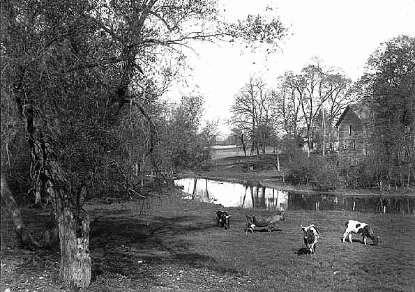 Cattle on farm, ca. 1915.