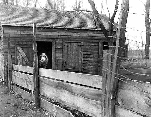 Pig in barn doorway, ca. 1915.