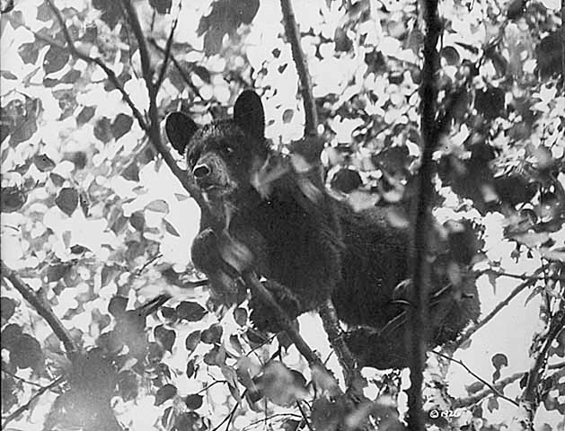 Bear cub in tree, 1926