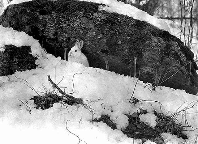 Rabbit in winter, ca. 1940.