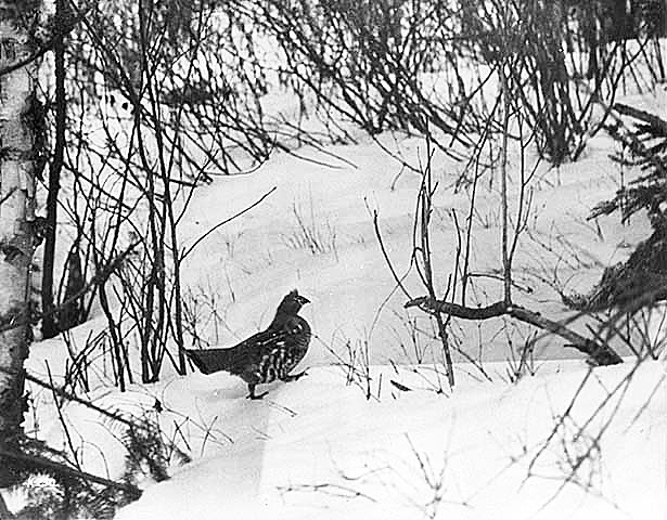 Partridge or grouse in snow, ca. 1940.