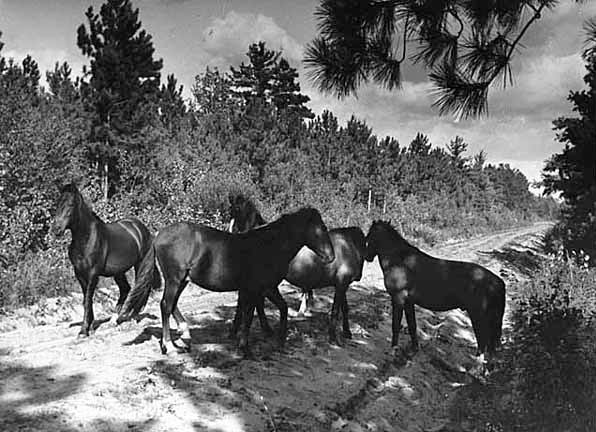 Wild horses on Red Lake Indian Reservation, 1941.