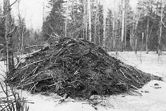 Beaver house, ca. 1930.