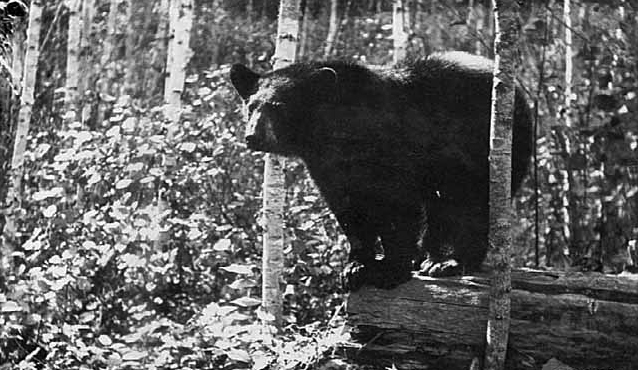 Bear, Superior National Forest, 1930
