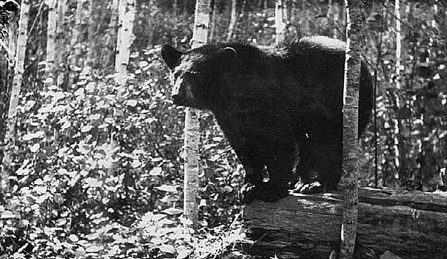 Bear, Superior National Forest, ca. 1930.