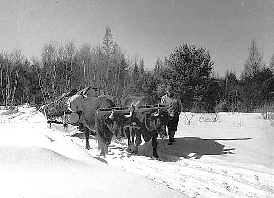 Oxen pulling load of large logs, ca. 1940.