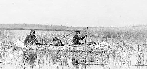 Duck hunting from a canoe in a wild rice stand, Lake of the Woods, 1913.