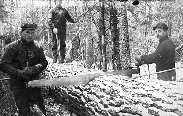umberjacks sawing tree into logs, ca. 1905.
