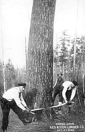 Sawing down a tree, Red River Lumber Company, Akeley, 1913.