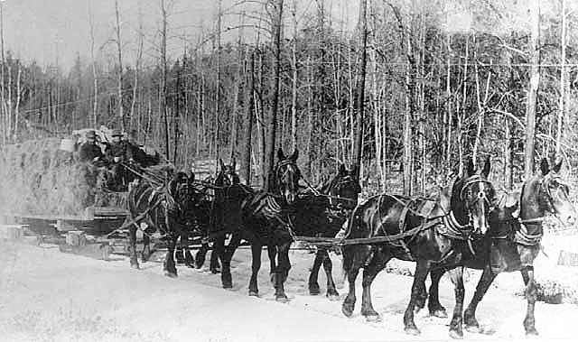 Team of horses towing sled of hay, ca. 1910.