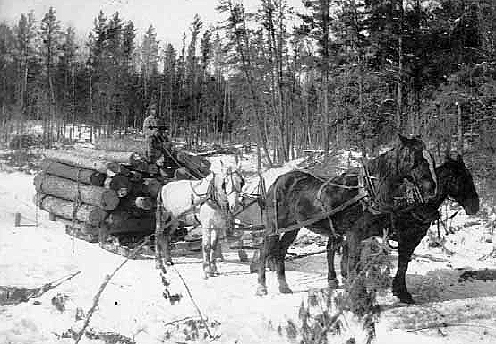Horse drawn sled hauling logs out of the woods, ca. 1895.