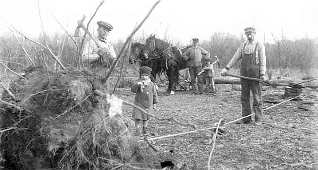 Christ Moen and Iver Knutson Grubbing tree stumps on the Iver Knutson farm in Renville County, along the Minnesota River, ca. 1915.