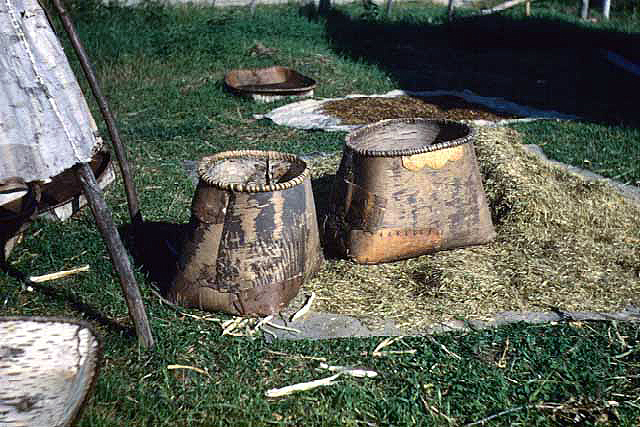 Drying Wild Rice, Nett Lake, 1947