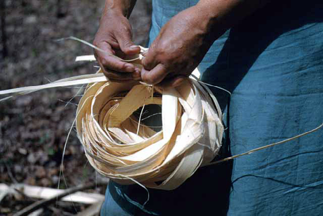 Coil of Basswood Bark Fiber, Mille Lacs, 1947.