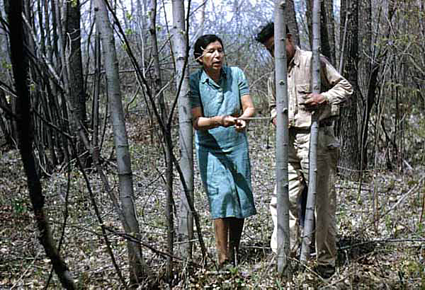 Maude and Martin Kegg Stripping Basswood Bark, Mille Lac, 1947