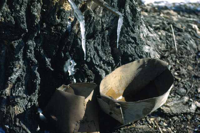 Day's Place, Frozen Sap, Lake Mille Lacs, 1947