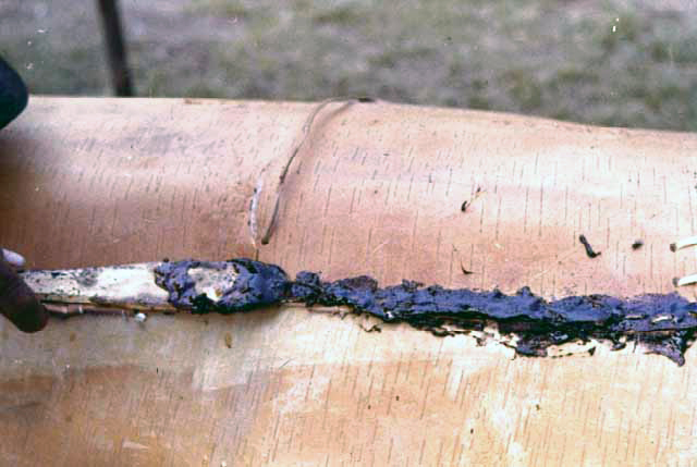 Applying Pitch to Seams of Canoe, Lake Mille Lacs, 1959