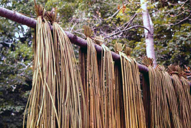 Boiled Rushes Drying, Mille Lacs Lake, 1959