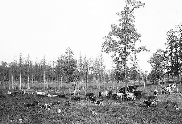 Herd pasturing on wild hay, ca. 1910.