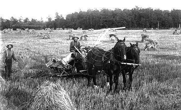 Horse-drawn reaper, ca. 1900.