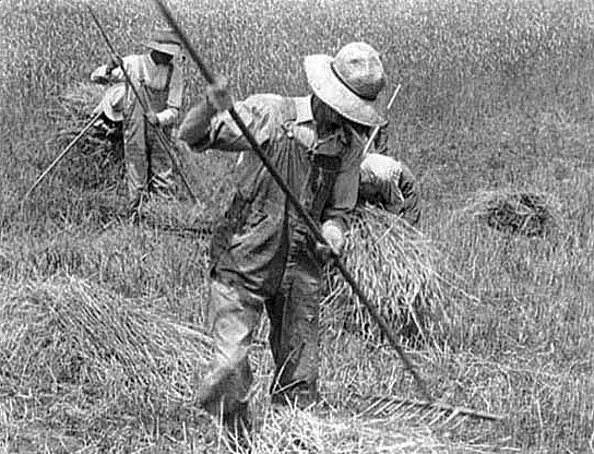 Raking hay by hand, ca. 1910.