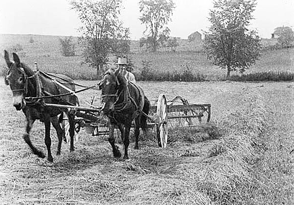 Windrower turning hay over into windrows, ca. 1920.