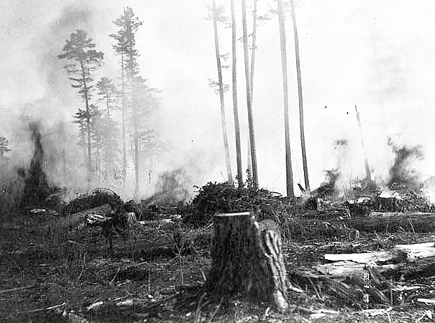 Burning the piled brush and debris after lumbering has been completed, 1904.