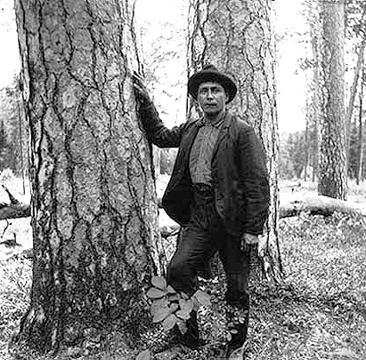 Indian man standing next to a Norway pine on the Winnigiboshish Indian Reservation, 1902.