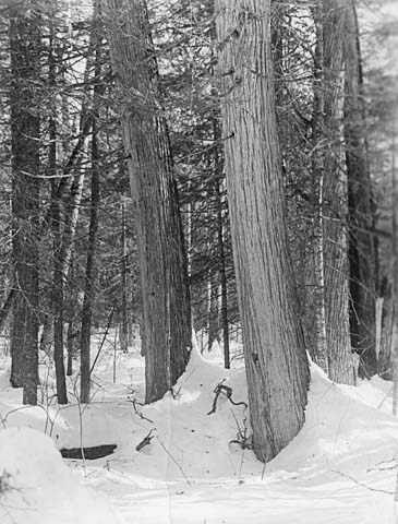 Winter scene in a Minnesota pine forest.