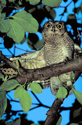 Screech owl.