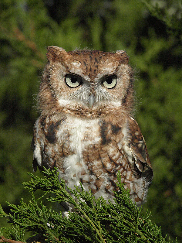 Mêstaáe. Eastern Screech Owl.