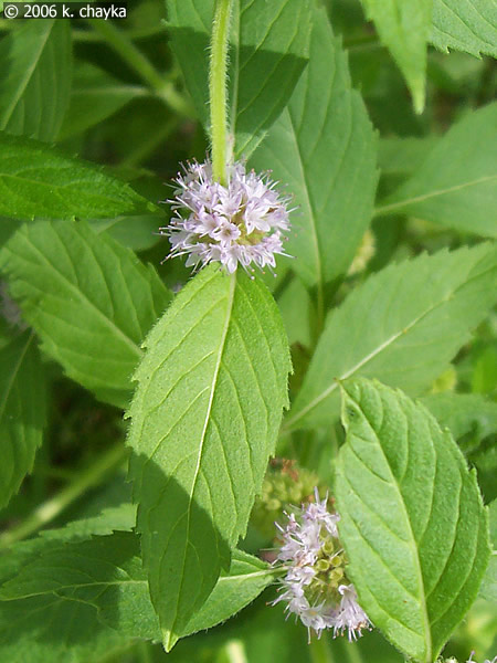 Mentha arvensis (Wild Mint).