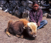 Nepalese girl with yak.