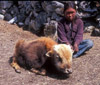 Nepal girl with yak_100.