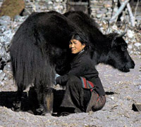 Yak milking.