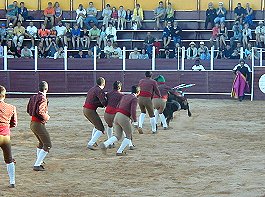 Portugeese Bullfighting