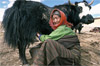 Nepal girl with yak_100.