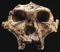 Australopithecus robustus