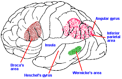 Broca's and Wernicke's Areas of the brain.