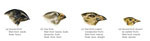 Beak variations in Darwin's Galapagos finches.