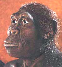 Homo habilis