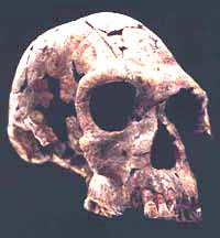 Homo habilis