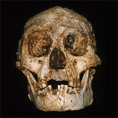 "Hobbit" (Homo floresiensis) skull.