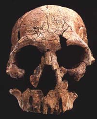 Homo rudolfensis