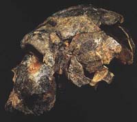 Homo heidelbergensis