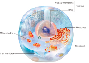 "Structure of a generalized eukaryotic cell, illustrating the cell's three-dimensional nature."