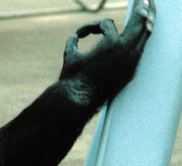 Chimpanzees with their reduced thumbs, are also capable of a recision grip, but they frequently use a modified form.